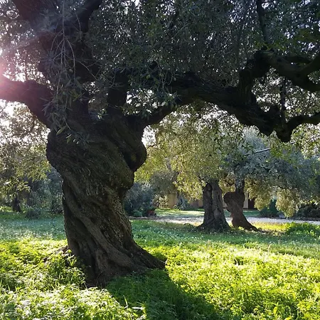 Casa Le Antiche Macine Bilocale Immerso Fra Gli Ulivi * Sciacca
